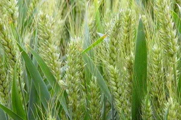 旱麦638小麦种子介绍，属半冬性品种