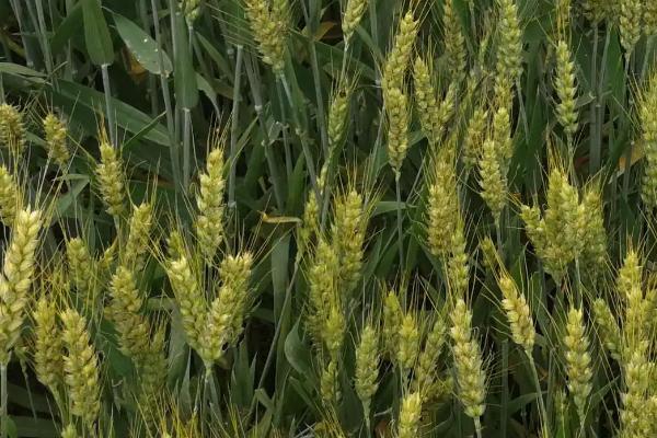 旱麦638小麦种子介绍，属半冬性品种