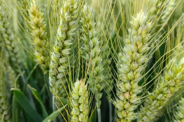 西农838小麦种子介绍，属半冬性品种