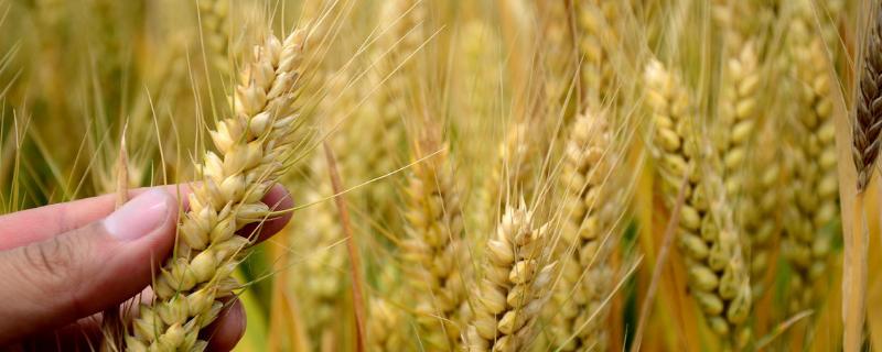 咸麦341小麦品种简介，生育期平均221.0天