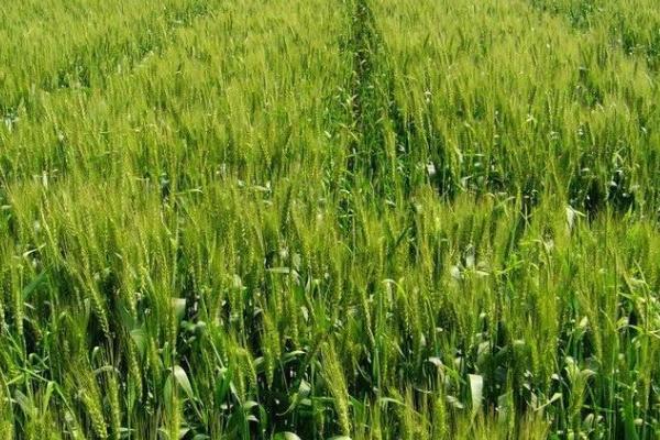 西农151小麦种子特征特性，适宜播期10月上中旬