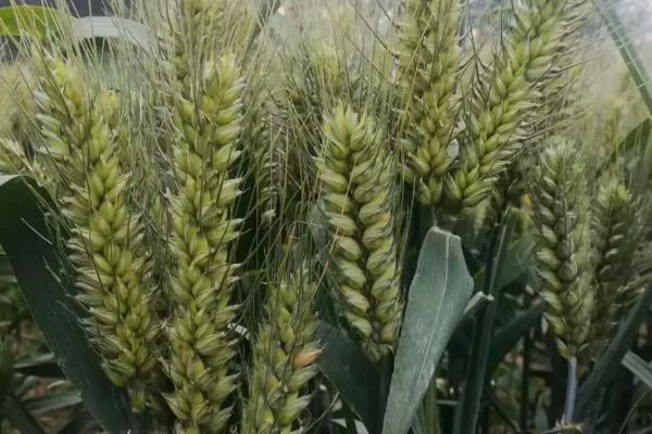 西农151小麦种子特征特性，适宜播期10月上中旬