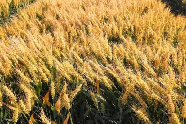 西农838小麦种子介绍，属半冬性品种