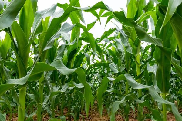 金科玉7号玉米种子简介，适宜密度4000株/亩左右