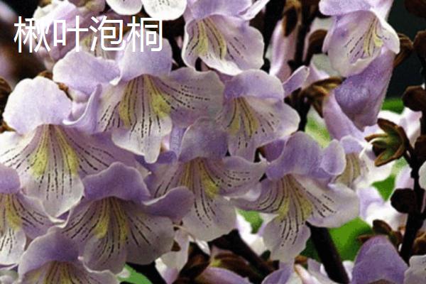 泡桐树什么时候开花，一般3-4月开花