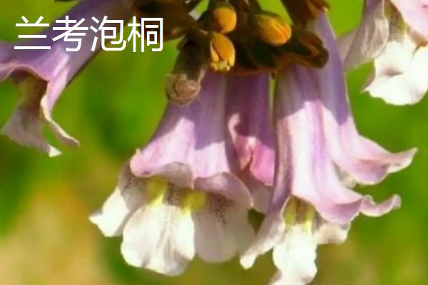 泡桐树什么时候开花，一般3-4月开花