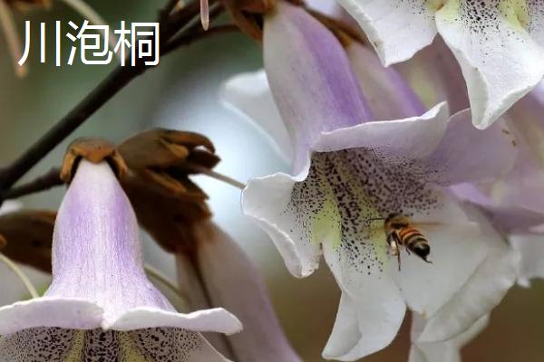 泡桐树什么时候开花，一般3-4月开花