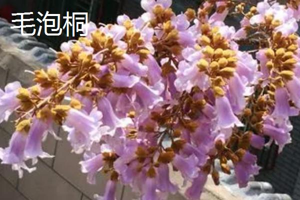 泡桐树什么时候开花，一般3-4月开花