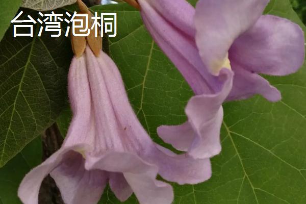 泡桐树什么时候开花，一般3-4月开花