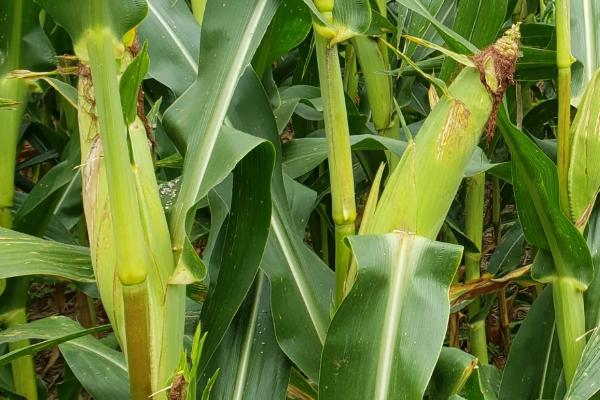 J6518玉米品种简介，密度4500－6000株/亩