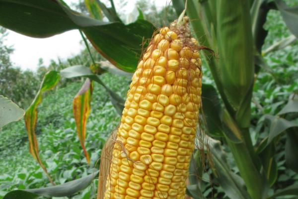 正大783玉米种简介，密度3500株/亩左右