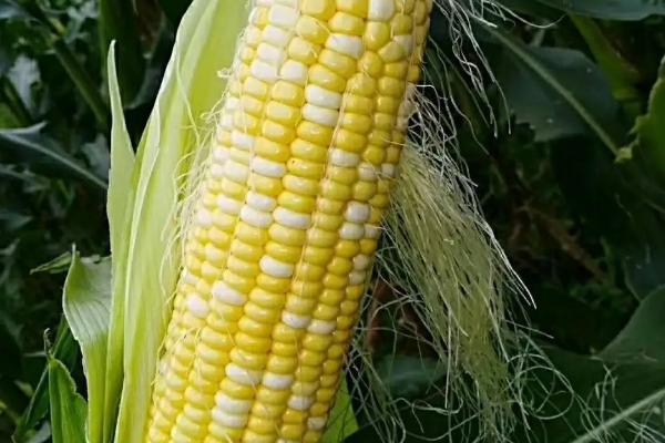 BS1600玉米品种的特性，密度4500株/亩左右