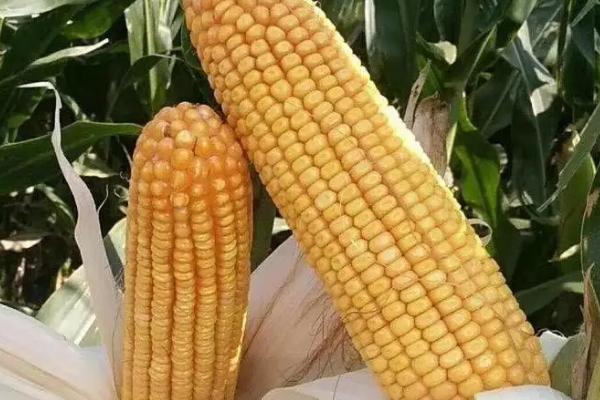 瑞单2021玉米品种简介，适宜密度3500株/亩