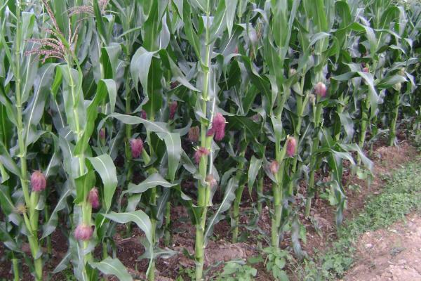 渝甜糯990玉米种子特征特性，密度3200株/亩左右