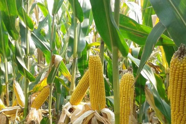 荣禾99玉米品种的特性，密度4000－4500株/亩