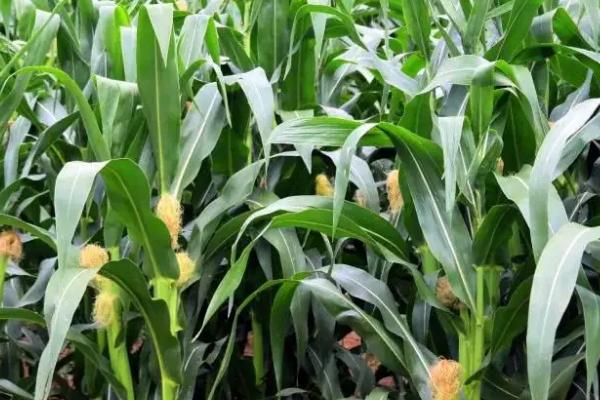 荣禾99玉米品种的特性，密度4000－4500株/亩