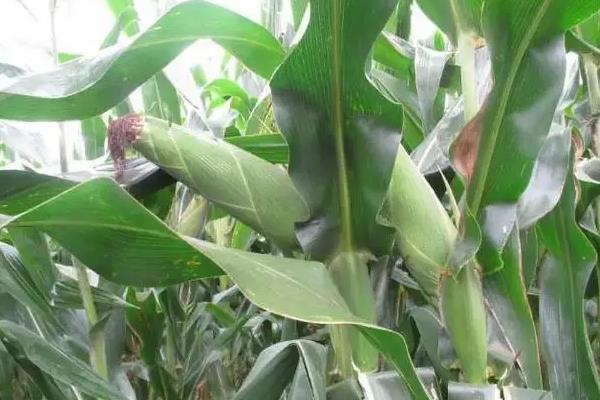 雅玉397玉米品种的特性，注意防治丝黑穗病