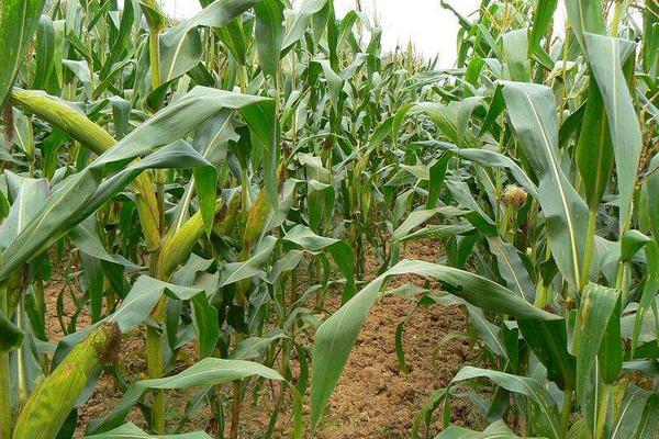鑫玉农605玉米种子特征特性，密度4500株/亩左右
