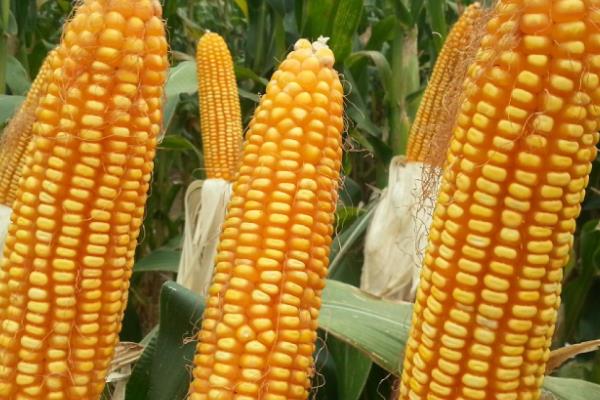鑫玉农605玉米种子特征特性，密度4500株/亩左右