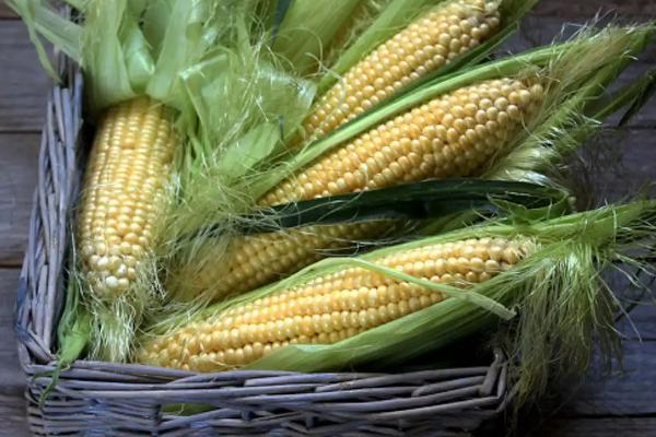 AB1413玉米品种的特性，适宜播种期4月下旬至5月上旬