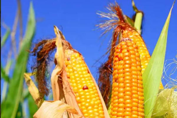 宇鑫186玉米种子特征特性，注意防治地下害虫及易感病害