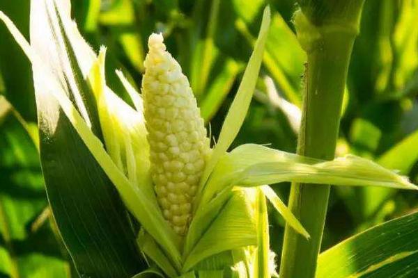 曌玉8号玉米种子简介，密度4000株/亩左右