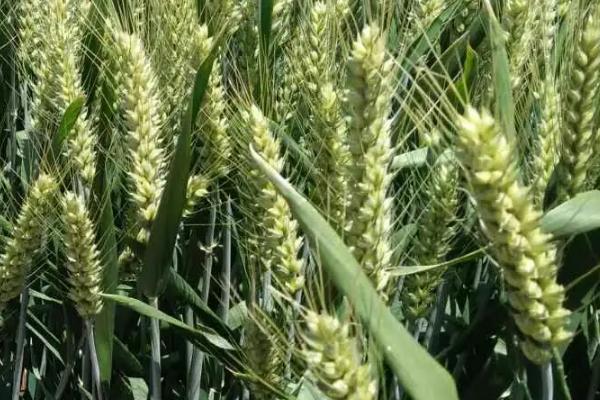 金海711小麦种子简介，全生育期231.7天