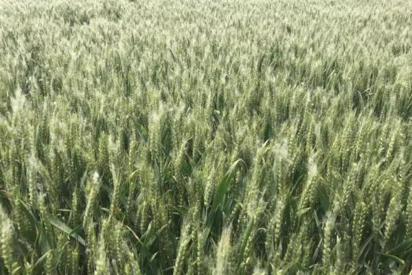 存麦633小麦品种的特性，与对照品种周麦18熟期相当