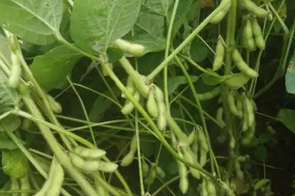 圣豆102大豆种子简介，6月10－25日播种