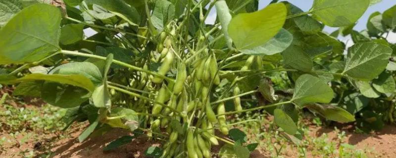 沂豆12大豆种子简介，生育期平均98天