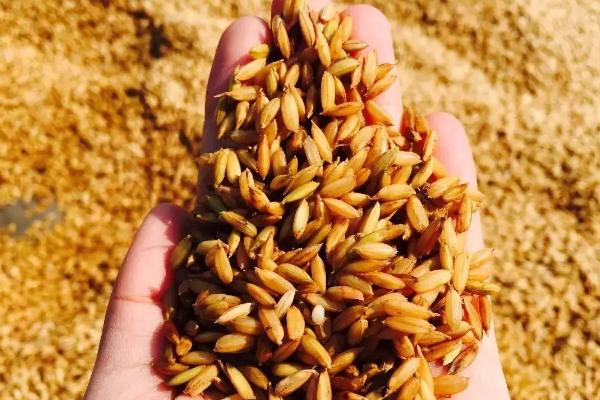 荆两优占2水稻种子简介，每亩插足基本苗8万以上