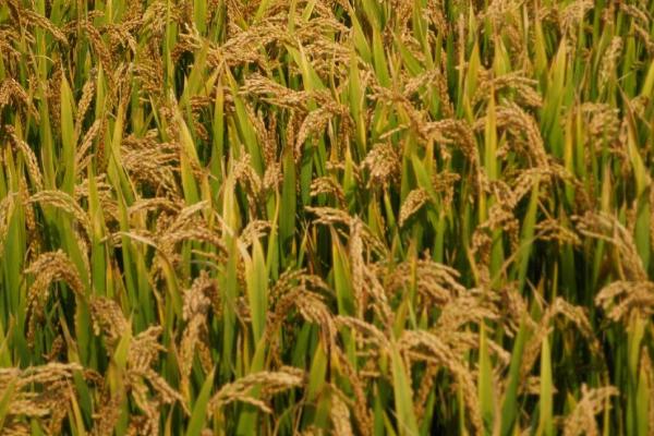 荆两优占2水稻种子简介，每亩插足基本苗8万以上