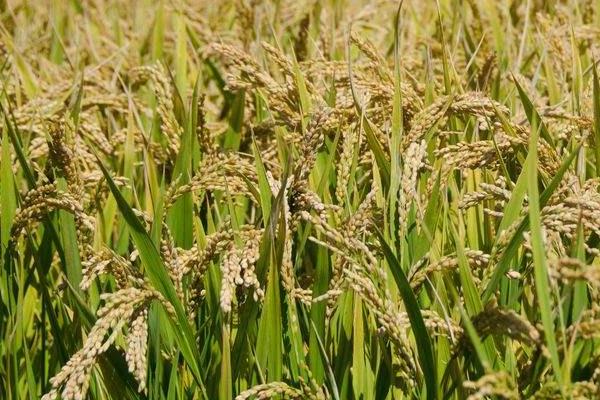 川种优122水稻种子特征特性，籼型三系杂交水稻品种