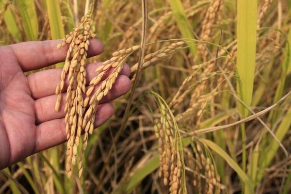 滇禾优61水稻品种简介，粳型杂交水稻品种