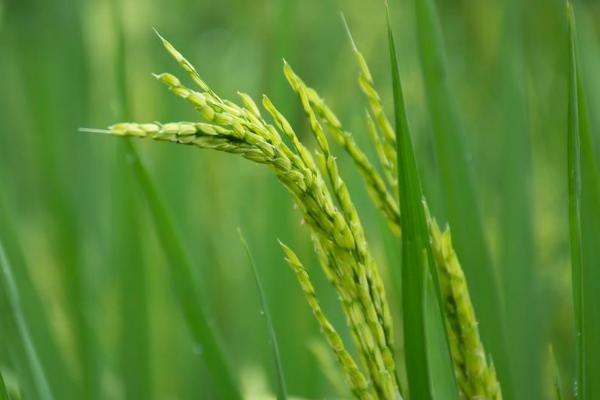 滇禾优61水稻品种简介，粳型杂交水稻品种