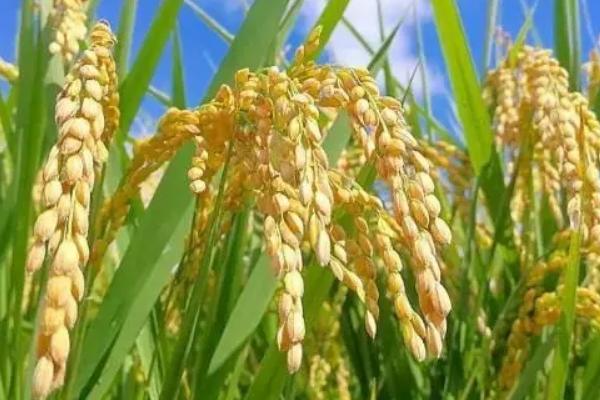 泰优农禾丝苗水稻品种的特性，每亩有效穗数20.2万穗