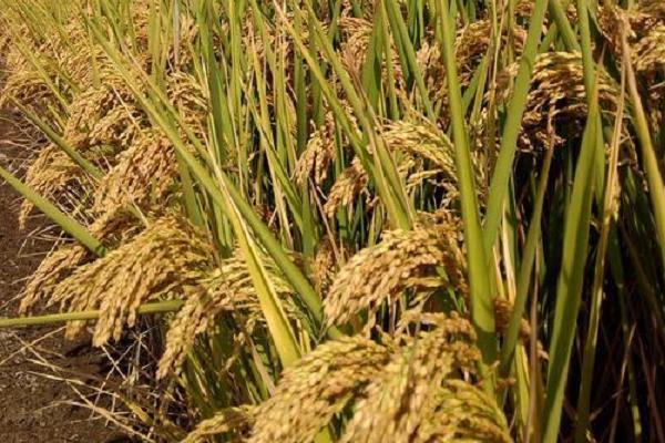 泰优农禾丝苗水稻品种的特性，每亩有效穗数20.2万穗