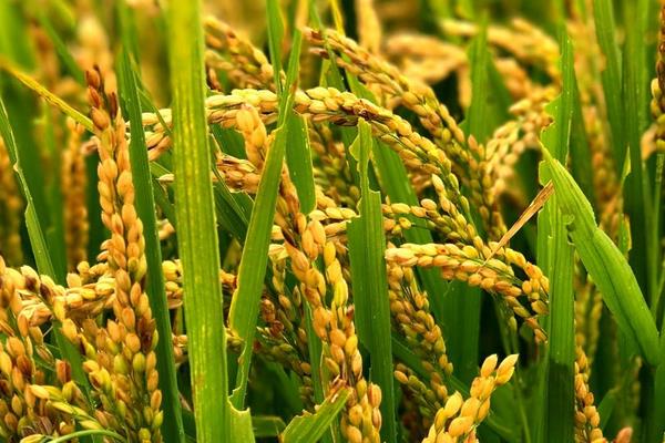 荷优五香水稻品种的特性，每亩插足基本苗8万以上
