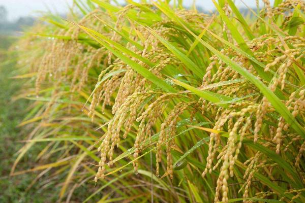 荷优五香水稻品种的特性，每亩插足基本苗8万以上