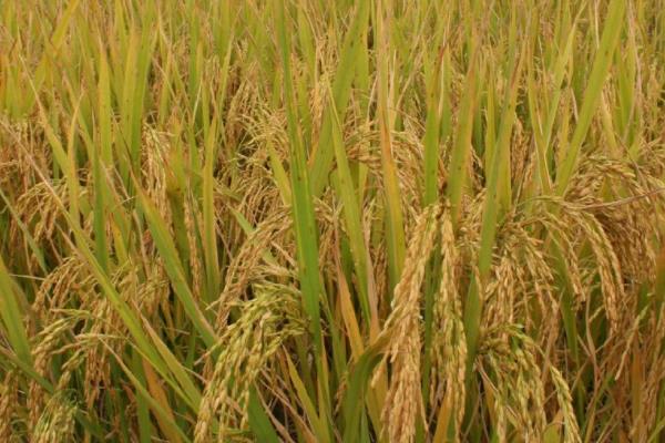 泰2优393水稻品种简介，每亩插足基本苗6万以上