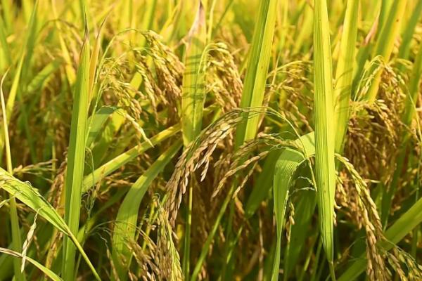 泰2优393水稻品种简介，每亩插足基本苗6万以上