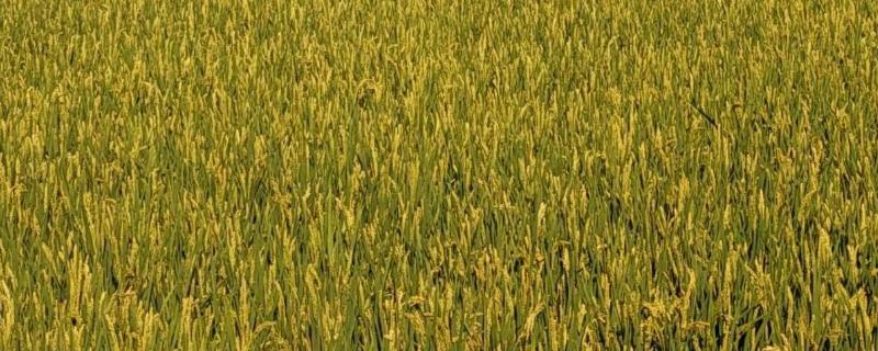 春9两优0822水稻品种的特性，每亩有效穗数15.3万穗