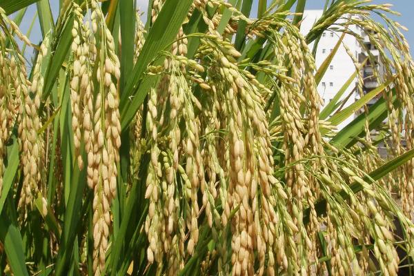 辰两优6133水稻种子特点，每亩有效穗数15.6万穗