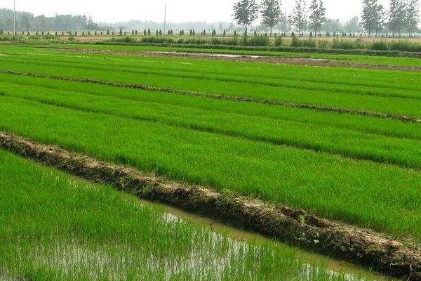 辰两优6133水稻种子特点，每亩有效穗数15.6万穗