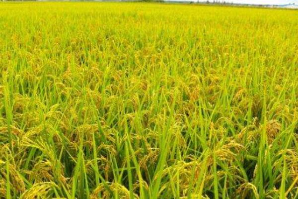 长两优188水稻种子介绍，每亩插足基本苗6万以上