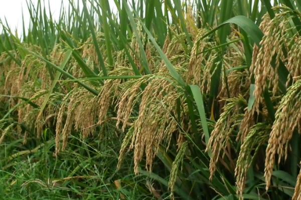 清香优1538水稻品种的特性，每亩有效穗数14.9万穗