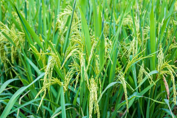 长两优188水稻种子介绍，每亩插足基本苗6万以上