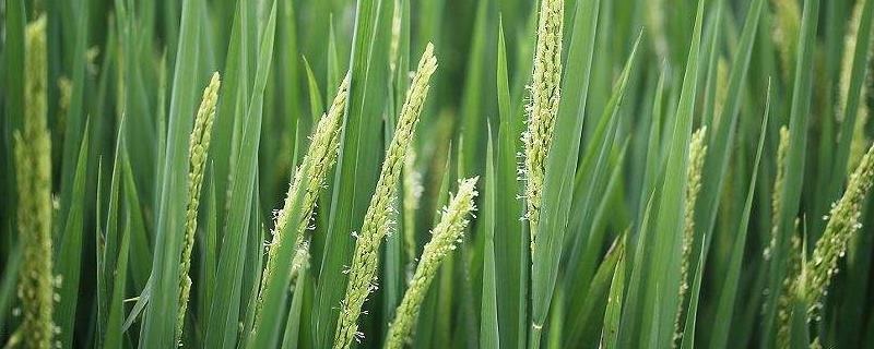 桂香优新华粘水稻种子特点，全生育期154.9天