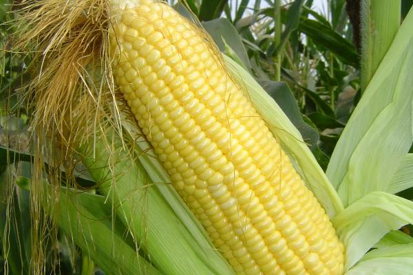 斯达甜235玉米种子介绍，在中等肥力以上地块栽培