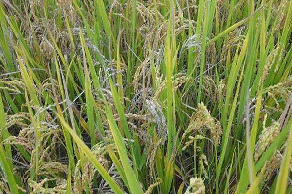 京粳6号水稻品种简介，每亩有效穗数21.6万穗
